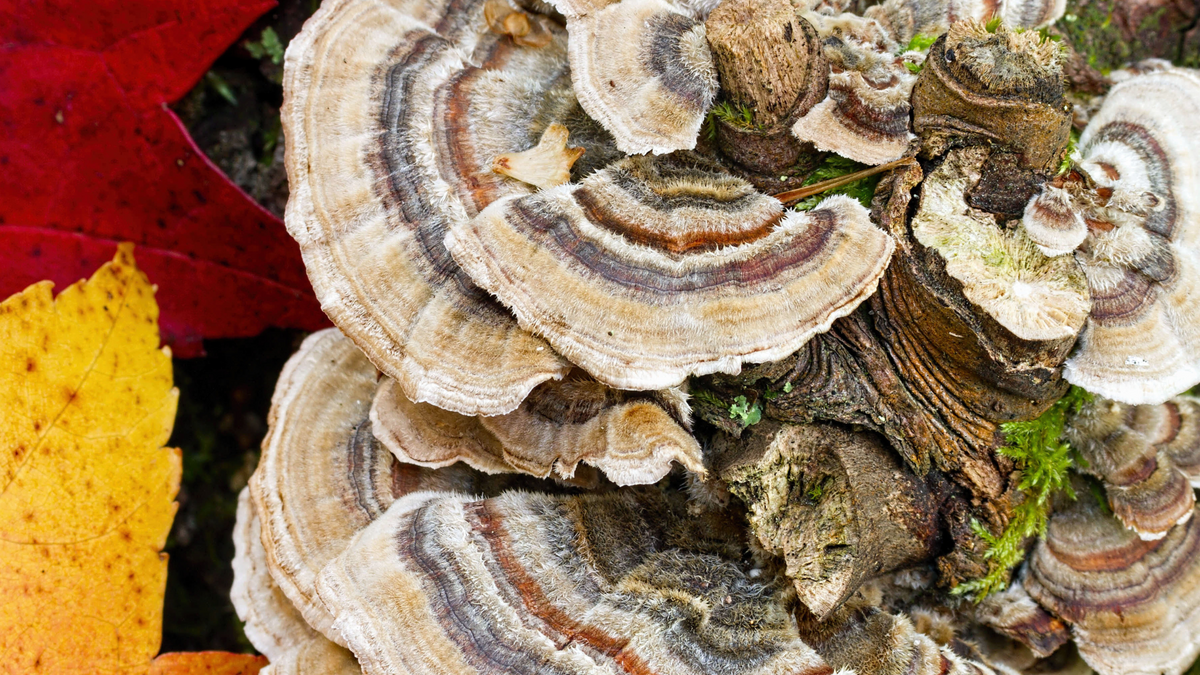Turkey Tail Mushrooms Your Holistic Health Superfood HighVibe Mushrooms